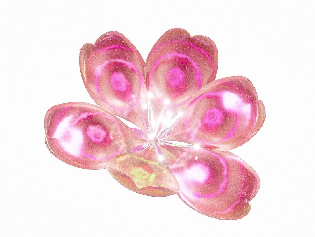A single translucent pink flower with five glassy petals and concentric magenta markings, glowing at its centre, on white.